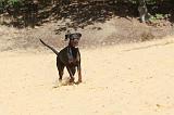 DOBERMANN 149